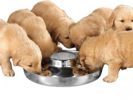 ProSelect Puppy Dish 11In Sale