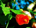 Abutilon In The Morning Sun Hot on Sale