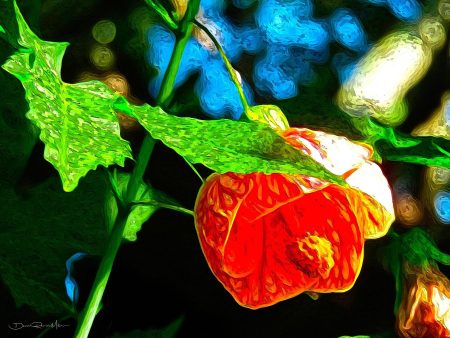 Abutilon In The Morning Sun Hot on Sale