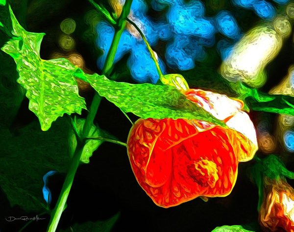 Abutilon In The Morning Sun Hot on Sale