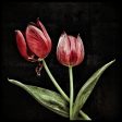 Wine Red Tulips For Cheap