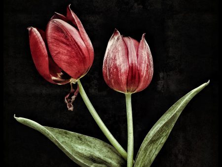 Wine Red Tulips For Cheap