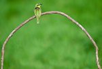 Bee Eater Fashion