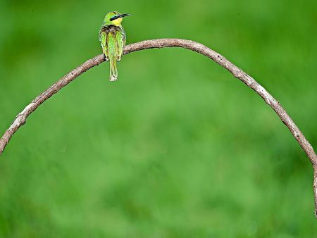 Bee Eater Fashion