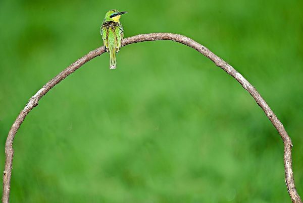 Bee Eater Fashion