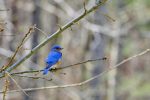 Bluebird on Sale