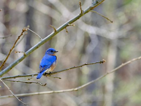 Bluebird on Sale