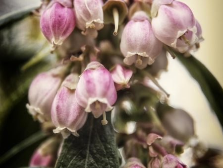 Blueberry Flowers For Discount