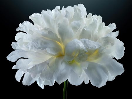 White Peony Fashion