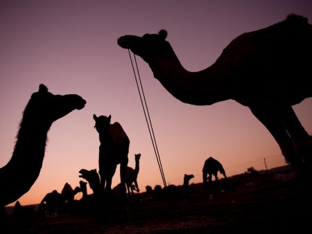 Camels India For Cheap